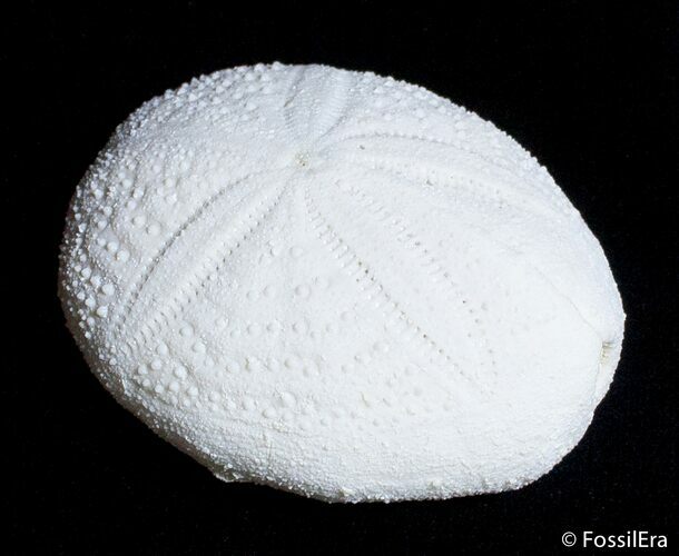 Fossil Sea Urchin From Florida - Lab Prepared #2780